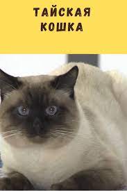 tajskaya koshka foto opisanie porody v 2021 g koshki istoriya povedenie