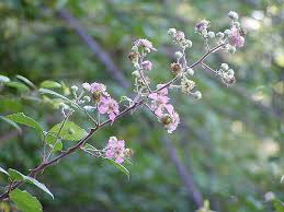 Image result for Rubus kirungensis