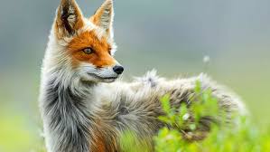 Zorro Naranja Y Gris Animales Naturaleza Zorro Fondo De Pantalla Hd Wallpaperbetter Pues lo que dice en el titulo. zorro naranja y gris animales