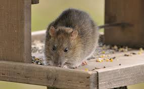 However, if you consider making rodents proof garden this will be the best solution. How To Get Rid Of Rats Mice In Your Home Pestline