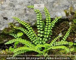 Image result for Asplenium preussii