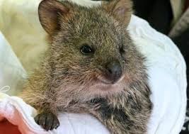 This Is The Life Quokka Happy Animals Cute Animals