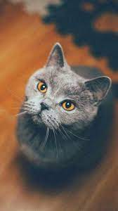 I M Not Sure Why I Like Cats So Much Cute Cats And Dogs Cat Wallpaper Cute Kitten Pics