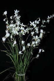 Image result for Hesperantha ballii