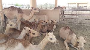 The san diego natural history museum is a museum located in balboa park in san diego, california. Very Bizarre Review Of Royal Camel Farm Manama Bahrain Tripadvisor