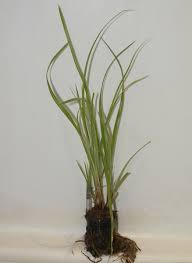 Image result for Cyperus sp.no.2
