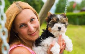 We were initially nervous about getting a puppy delivered, but Biewer  terrier puppies for adoption walked us through each step with patience and  professionalism. Our Willy 🥰arrived safely with a clean bill