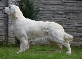 Image result for zlatý retrívr