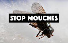 Comment Lutter Contre Les Mouches En Fabriquant Un Piege Astuces De Grand Mere Lutter Contre Les Mouches Contre Les Mouches Mouches
