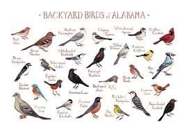 Birds Of North Alabama Alabama Backyard Birds Field Guide Art Print Watercolor Painting Wall Art Backyard Birds Birds Of Georgia Bird Poster