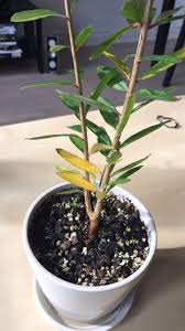 Why are my fig leaves. Ask A Question Forum Indoor Pomegranate Tree Leaf Yellowing Garden Org