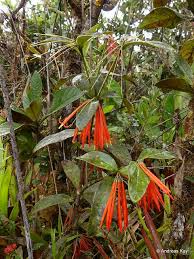 Image result for Loranthaceae