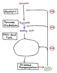 Maybe you would like to learn more about one of these? Regulation Of Cellular Respiration Article Khan Academy