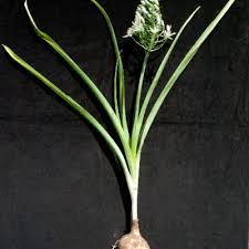 Image result for Ornithogalum seineri