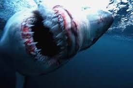 See more ideas about shark, shark week, white sharks. Shark Free World That S A Wish That Would Come Back To Bite Us New Scientist