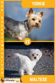 Yorkie Vs Maltese A Detailed Comparison Of Both Dog Breeds Yorkie Vs Maltese Which One Is Best For You Let S Take A Look As The Si Dog Breeds Pets Yorkie
