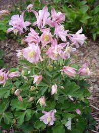 One of the best ways to take care of columbine is to water it often but not too often. Pin On Whimsical Rockery Plantings For The Bells
