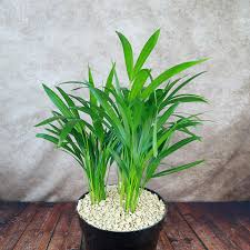 Image result for Dypsis