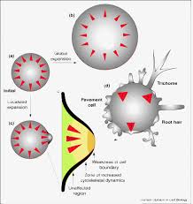 Maybe you would like to learn more about one of these? Local Interactions Shape Plant Cells Sciencedirect