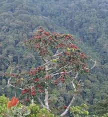 Image result for Sericostachys scandens