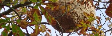 We did not find results for: Identifier Et Detruire Un Nid D Abeilles Dans Une Maison Ou Un Jardin