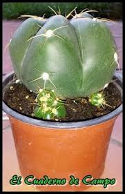 La siembra se realiza en la primavera, preferiblemente, se usa una mezcla de tierra y de arena de horticultura y si la longitud de su cactus excede 15 centímetros, comience un corte directamente desde la parte superior de la cabeza, una planta pequeña en altura. 32 Ideas De Cactus Plantas Suculentas Cuaderno De Campo Suculentas