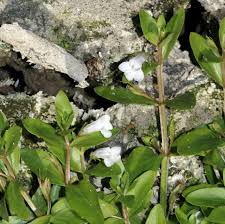 Image result for Hartliella