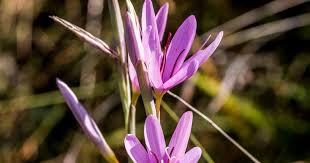 Image result for Allocassine laurifolia