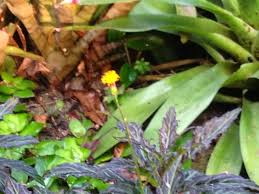 Image result for Gynura pseudochina