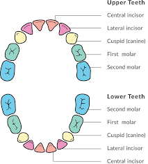 In just one year they go from weighing around 100 grams when they are born to 2 or 3kg ten while each baby's timetable differs, there is a typical teething order for each specific type of baby tooth. Losing Baby Teeth When Do They Fall Out And In What Order Care Com