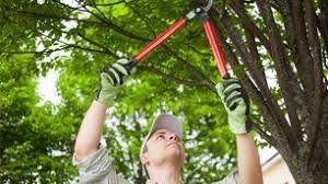 Safe tree removal is more than a chainsaw, a crew, and a truck. Enrique S Tree Service Tree Removal Rockford Il