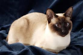 These felines are lovable, adorable, and loyal. 8 Types Of Siamese Cats Lovetoknow