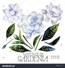 Watercolor Gardenia Set Vector Design Elements Isolated On White Background Gardenia Free Vector Graphics Free Vector Art