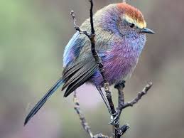 Bird That Sounds Like A Squeaky Toy At Night Pin On Beautiful Places