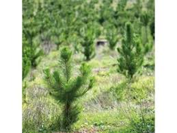 Gärtnereien Wiesbaden