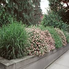 Image result for Spiraea japonica ´Little Princess