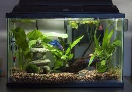 Pin By Miranda Berends On Online Aquarium Shopping Secrets Fresh Water Fish Tank Cool Fish Tanks Betta Fish Care