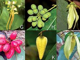 Image result for Friesodielsia