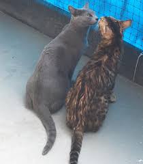 Yoshi And Kawa Cats Who Chase Then Groom Each Other Cat Facts Russian Blue Cat Russian Blue