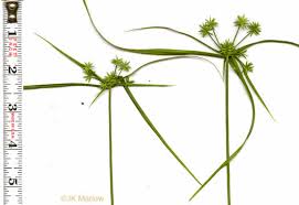 Image result for Cyperus dichrostachyus