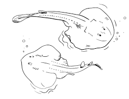 Free Stingray Coloring Page Shark Coloring Pages Coloring Pages Free Coloring Pages