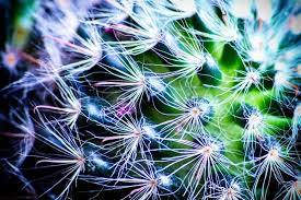 The unique formulation provides power to your hair and such heavily perfumed products do not benefit hair in the long run. Cactus For Hair 7 Incredible Benefits And How To Use Loved By Curls