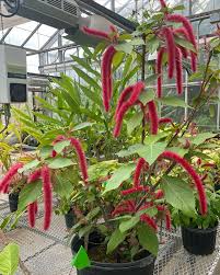 Image result for Acalypha fimbriata