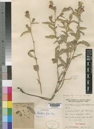 Image result for Pleiotaxis argentea