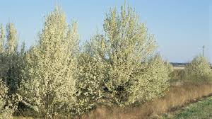 This tree smells like rotten fish. Department Of Conservation Will Exchange Invasive Callery Pear Trees