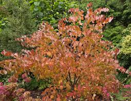 Ausgefallene Baume Besondere Baume Fur Den Garten
