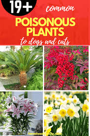 Vomiting, drooling, loss of appetite. 19 Poisonous Plants To Dogs And Cats Toxic Flowers Can Kill Your Pet Poisonous Plants Flowers Poisonous Plants Plants Poisonous To Dogs