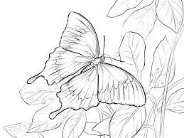 5 contoh sketsa gambar kupu kupu hinggap di bunga cek sih. Menggambar Gambar Kupu Kupu Dan Bunga Kartun