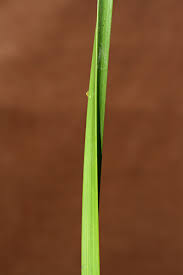 Image result for Eleocharis acutangula