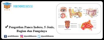 October 3 2020may 24 2020 by vera persibtiawati. Pengertian Panca Indera 5 Jenis Bagian Dan Fungsinya